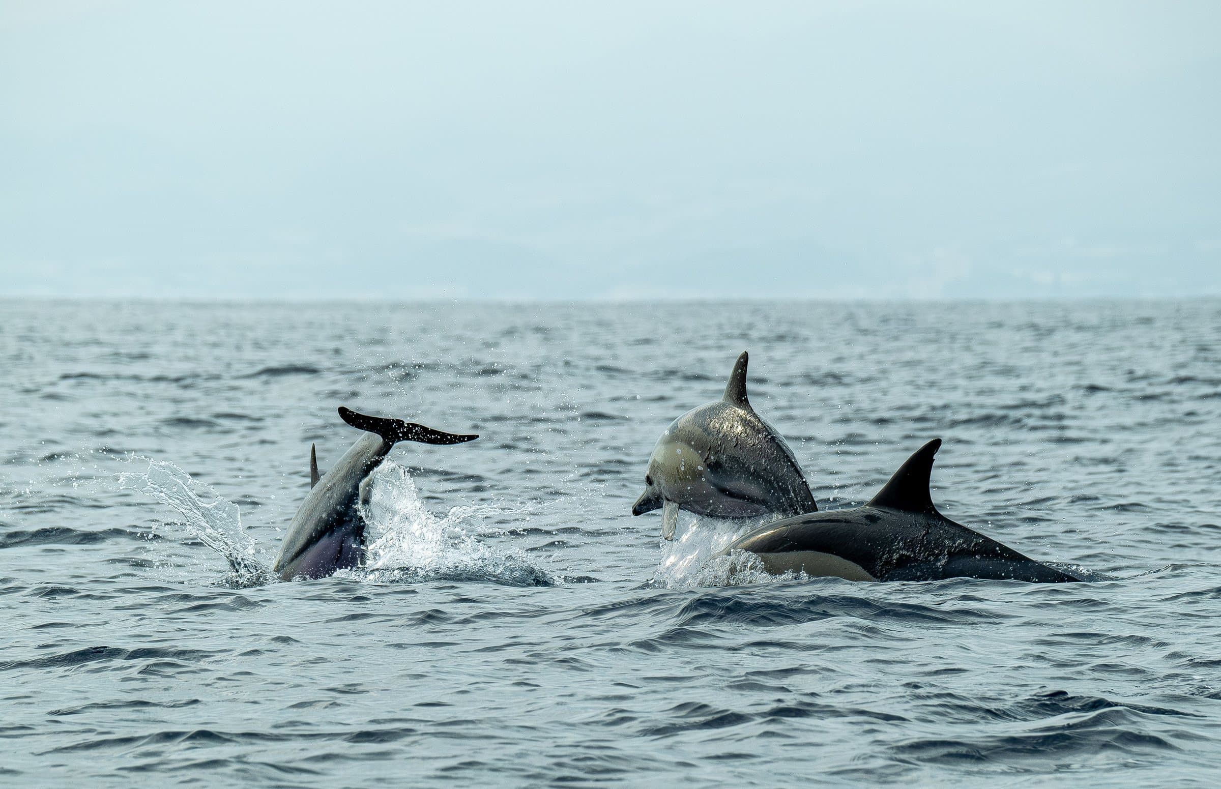 Delfines nadando en libertad en el océano Atlántico